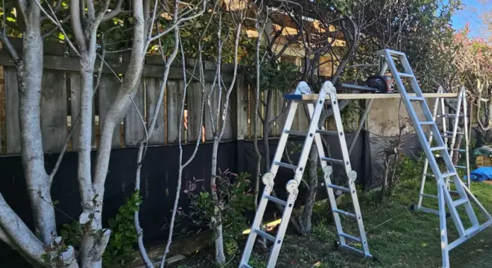 Light tree work and hedge trimming services for residential properties